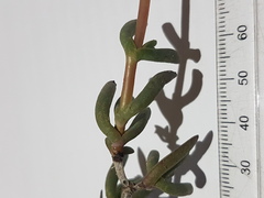 Lampranthus sociorum