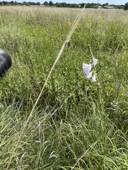 Physostegia angustifolia
