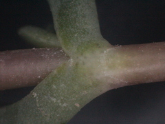 Lampranthus sociorum