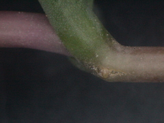 Lampranthus sociorum