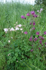 Aquilegia vulgaris