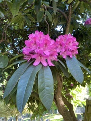 Rhododendron maximum