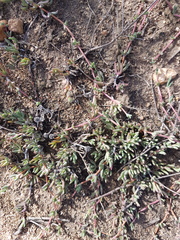 Lampranthus sociorum