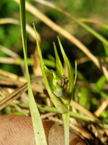 Image of Carex juniperorum by (c) Scott Ward, some rights reserved (CC BY)