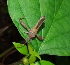Meropachyini