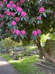 Rhododendron maximum