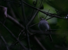 Hemitriccus flammulatus