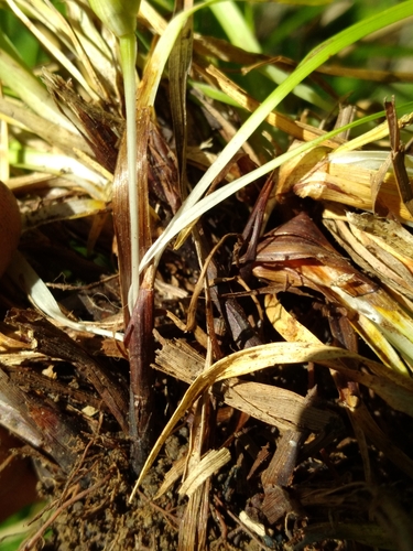 Image of Carex juniperorum by (c) Scott Ward, some rights reserved (CC BY)