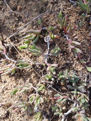 Lampranthus sociorum