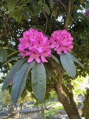 Rhododendron maximum