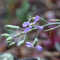 Hesperidanthus linearifolius