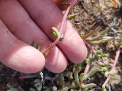 Lampranthus sociorum