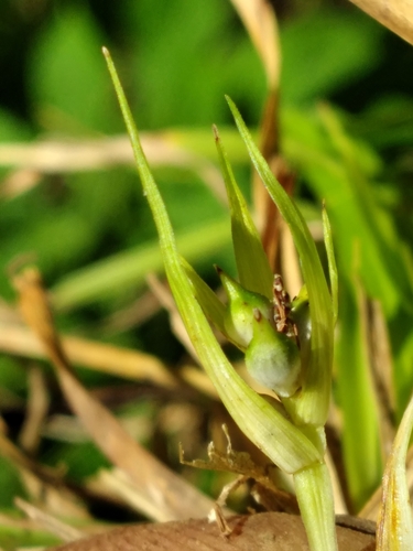 Image of Carex juniperorum by (c) Scott Ward, some rights reserved (CC BY)