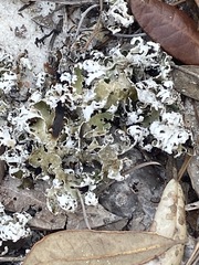 Cladonia prostrata