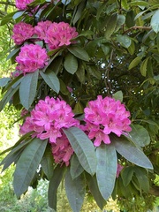 Rhododendron maximum
