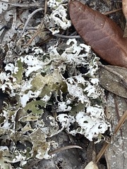 Cladonia prostrata