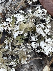 Cladonia prostrata