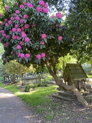 Rhododendron maximum