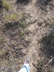 Lampranthus sociorum