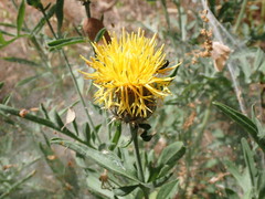 Centaurea collina