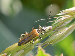 Oedemera femorata