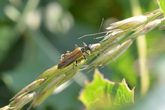 Oedemera femorata