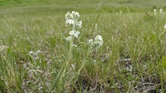 Oreocarya spiculifera