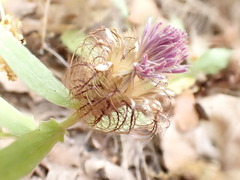 Centaurea pectinata