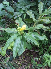 Costus villosissimus