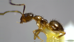 Nylanderia terricola