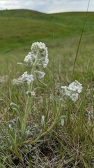 Oreocarya spiculifera