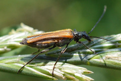Oedemera femorata