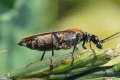 Oedemera femorata