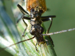Oedemera femorata
