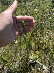 Platanthera blephariglottis