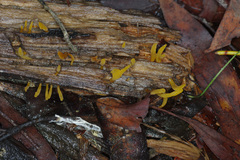 Calocera sinensis
