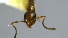 Nylanderia terricola