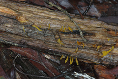 Calocera sinensis