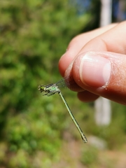 Coenagrion hastulatum