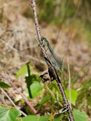 Coenagrion hastulatum