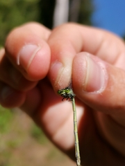 Coenagrion hastulatum