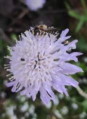 Megachile ligniseca