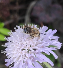 Megachile ligniseca