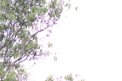 Eugenes fulgens