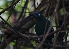 Myrmelastes hyperythrus