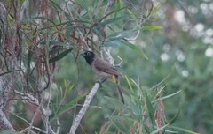 Pycnonotus xanthopygos