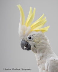 Cacatua sulphurea