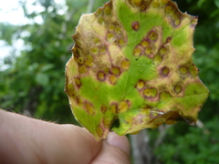 Puccinia poarum