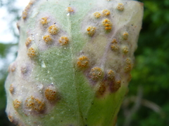 Puccinia poarum