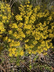 Hypericum tenuifolium